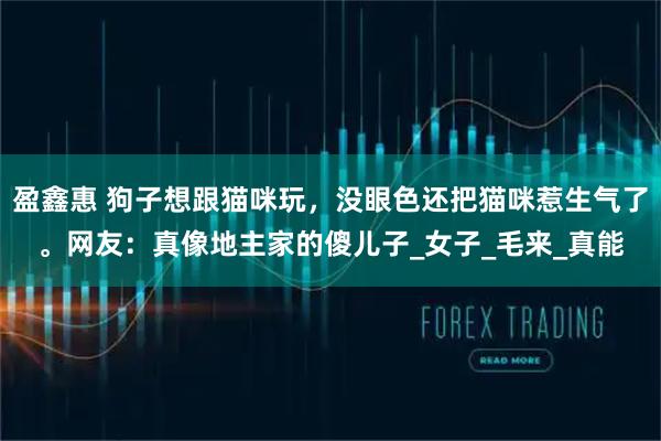 盈鑫惠 狗子想跟猫咪玩,没眼色还把猫咪惹生气了。网友:真像地主家的傻儿子_女子_毛来_真能